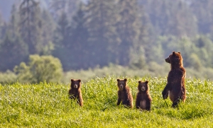 bear party